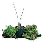 Fern Allies Set, Living