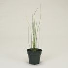 Equisetum