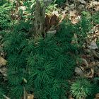Lycopodium, Living