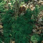 Lycopodium Living