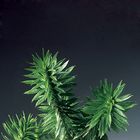 Lycopodium lucidulum, Living