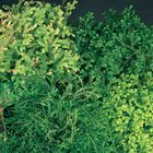 Selaginella Collection, Living