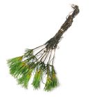 Pine Seedling, Living, Pack of 7