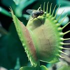 Venus Flytrap (Dionaea muscipula), Living
