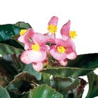Begonia, Living