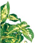 Coleus (Coleus blumei), Living