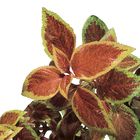 Fancy Coleus Coleus Blumei Living