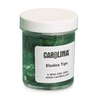 Elodea Tips, Living