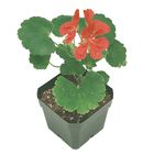 Geranium (Pelargonium x hortorum), Living