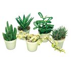 Succulent Plant Living