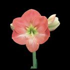 Amaryllis Bulb