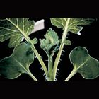 Wisconsin Fast Plants&reg; Genetics of Hairy Plants Kit