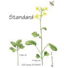 Wisconsin Fast Plants&reg; Standard Brassica rapa Seed
