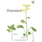 Wisconsin Fast Plants Standard Seed Pack Of 200