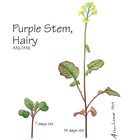 Wisconsin Fast Plants&reg; Purple Stem, Hairy (High Anthocyanin Expression, Hairy), Seeds