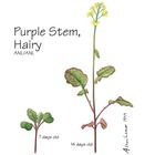 Wisconsin Fast Plants Purple Stem Hairy High Anthocyanin Expression Hairy Seeds