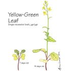 Wisconsin Fast Plants Yellow Green Leaf Yellow Green Seeds