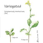 Wisconsin Fast Plants&reg; Variegated (Somatic Variegation), Seeds