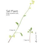 Wisconsin Fast Plants Tall Plant Elongated Internodes Seeds