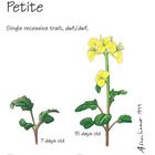 Brassica Rapa Wisconsin Fast Plants Petite Seed Pack Of 200