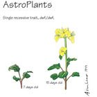 Brassica Rapa Wisconsin Fast Plants Astroplants Seed Pack Of 200