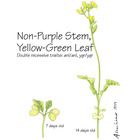 Wisconsin Fast Plants&reg; Non-Purple Stem, Yellow-Green Leaf (Anthocyaninless, Yellow-Green), Seeds