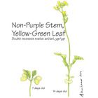 Brassica Rapa Wisconsin Fast Plants Non Purple Stem Yellow Green Leaf Seed Pack 200