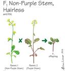 Wisconsin Fast Plants&reg; F1 Non-Purple Stem, Hairless (F1 Anthocyaninless, Hairless), Seeds