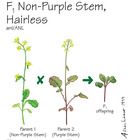 Wisconsin Fast Plants F1 Non Purple Stem Hairless F1 Anthocyaninless Hairless Seeds