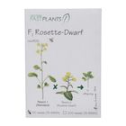 Wisconsin Fast Plants&reg; F1 Rosette-Dwarf, Non-Purple Stem (F1 Rosette, Anthocyaninless), Seed