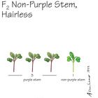 Wisconsin Fast Plants&reg; F<sub>2</sub> Non-Purple Stem, Hairless Seed (F<sub>2</sub> Anthocyaninless, Hairless), Pack of 250