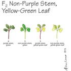 Wisconsin Fast Plants&reg; F<sub>2</sub> Non-Purple Stem, Yellow-Green Leaf Seed (F<sub>2</sub> Anthocyaninless, Yellow-Green), Pack of 250