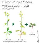 Brassica Rapa Wisconsin Fast Plants F1 Non Purple Stem Yellow Green Leaf Seed Pack 50