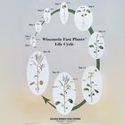 Wisconsin Fast Plants Poster