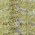 Duckweed, Living, Unit of 100-150
