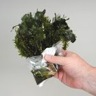 Submerged Aquatic Plants Set For 5 To 10 Gal Tank