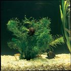 Elodea (Egeria densa), Living