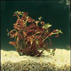 Ludwigia Living Pack Of 12