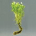 Myriophyllum Living Pack Of 12