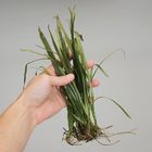 Vallisneria Living Pack Of 12