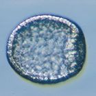 Sea Urchin Embryology Set, Living