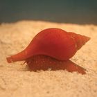 Marine Invertebrate Set, Living