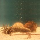 Marine Echinoderm Set, Living