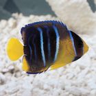 Marine Fish Set, Living