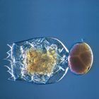 Marine Rotifer Brachionus Living