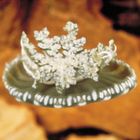 Mangrove Jellyfish, Living, Pack of 5