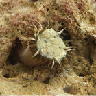 Anemones, Marine, Living