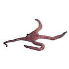 Echinoderms, Marine, Pack of 5