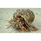 Marine Hermit Crab, Living, Pack of 5