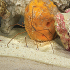 Arrow Crab, Living